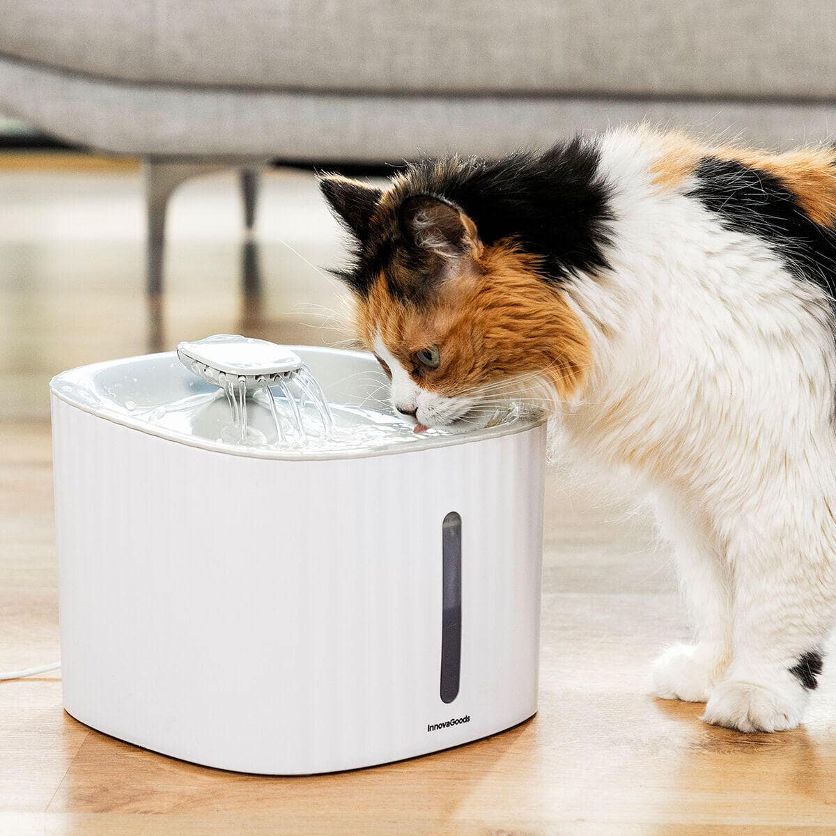 Dale a tu gato años de vida saludable extra con AquaPet - AquaPet
