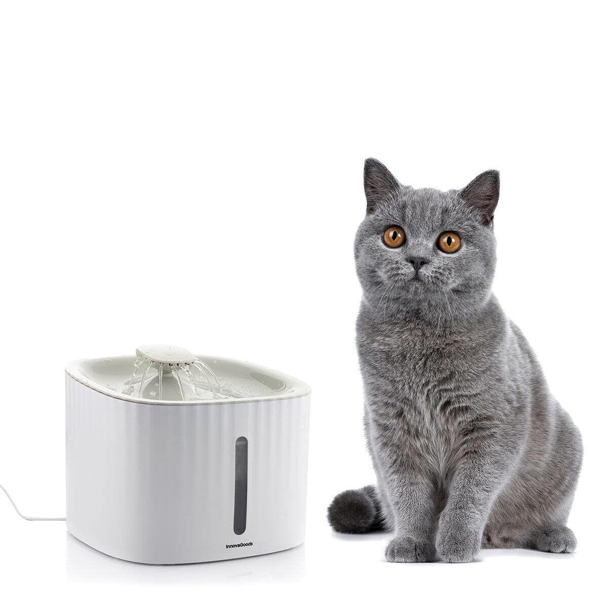 Dale a tu gato años de vida saludable extra con AquaPet - AquaPet