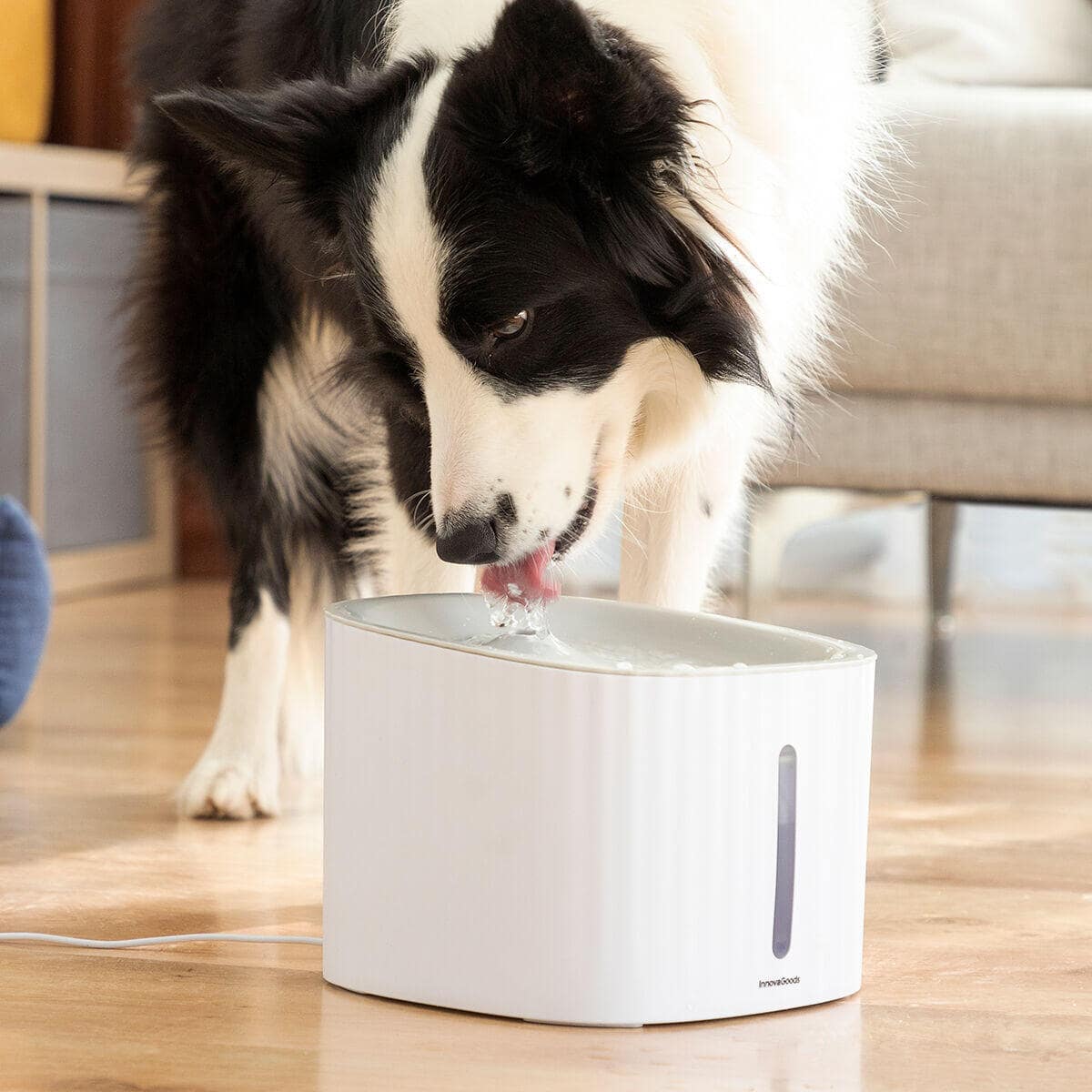Dale a tu gato años de vida saludable extra con AquaPet - AquaPet