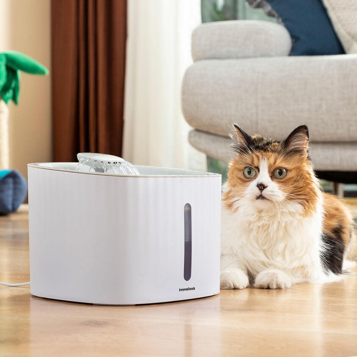Dale a tu gato años de vida saludable extra con AquaPet - AquaPet