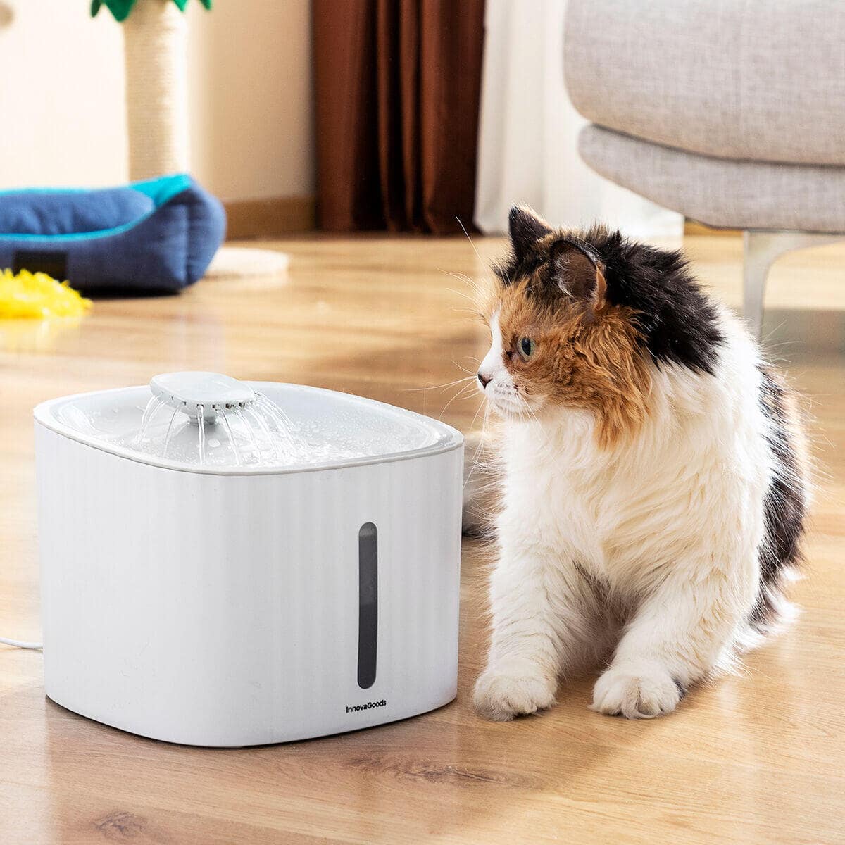 Dale a tu gato años de vida saludable extra con AquaPet - AquaPet